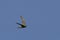 View of a Pallid Swift, Apus pallidus, in flight