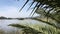 View through palm fronds Andrea Clark Bird Refuge 4K