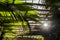 View through the palm leaf and sun rays through wooden pergola