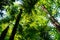 View of palm leaves from below.