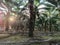 view of palm plantations in a sunny afternoon