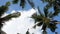 View of palm trees with waving green leaves on blue sunny sky background Low angle view of tropical palm trees leaves