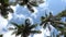 View of palm trees with waving green leaves on blue sunny sky background Low angle view of tropical palm trees leaves