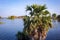 View of palmyra palm trees half submerged with water of Palar river, Tamil Nadu, India