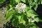 View of panicle of white flowers of catalpa from above