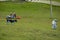 View of a park with dogs running and playing outdoors