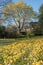 View of a park with a yellow flowering tree, and on the grass lush yellow daffodils in early spring, in the background a clear bl