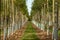 view in part of a tree nursery