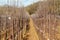 view in a part of a tree nursery