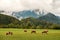 View of the pasture with grass at the foot of the Austrian Alps