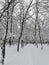 View of path in alley of snowy trees  in february  day