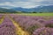 View of the path of lush bushes of purple lavender