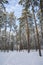 View of the path in pine tree forest, winter in Dagmar park, Kallviken, Raseborg, Finland