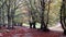 View of pathway in the autumn beech forest in Umbria