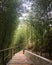 View of a peaceful bamboo trail