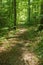 View of a Peaceful Woodland Trail