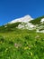 View of the peak of Debeli vrh an alpine meadow