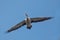 A view of a pelican flying overhead