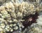 View of pencil urchin behind corals