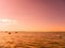 View on the people swimming and playing in the Balaton lake in Siofok, Hungary on a during the sunet on summer day