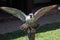 A view of a Peregrine Falcon on a post