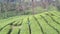 view of a person in a vast tea garden by drone