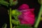 view of the petals of the malva real or alcea flower on the side, with water drops on the surface, in the autumn morning