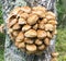 View of Pholiota microspora mushrooms