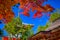 View of Picturesque Danjo Garan Sacred Temple with Line Seasonal Red Maples at Mount Koya in Japan