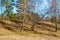 View of a picturesque sloping hill overgrown with birches and pines