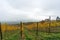 View of a picturesque white country church surrounded by golden vineyard pinot noir grapevine landscape