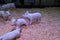 A view of Piglet playing.