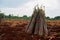 View of the pile cassava stems create a captivating sight of agricultural productivity