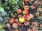 View of a pile of rotten apples known a wind falls