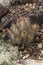 View of Pincushion Cactus, Cochemiea setispina