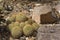 View of Pincushion Cactus, Mammillaria canelensis