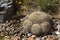 View of Pincushion Cactus, Mammillaria hertrichiana