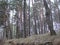 View of the pine forest below. Tall, slender pines look up into the sky.