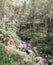 VIEW OF pine forest in MANGLAYANG MOUNTAIN, BANDUNG