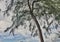 View of Pines on Trikora Beach, Bintan island.