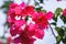 View of pink Autumn Royalty Encore Azalea flower with water dew drops