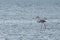 View of pink flamingo bird in Evros, Greece.