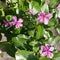 view of pink flower from high angle