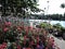 View of pink flowers, embankment and trees in summer Helsinki, Finland