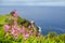 View of pink flowers to background lighthouse and the ocean from a cliff in the city of Nordeste, Azores, Portugal.