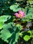 A view of pink lotus