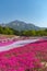 View of Pink moss Shibazakura, Phlox subulata flower at Hitsujiyama Park
