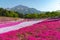 View of Pink moss Shibazakura, Phlox subulata flower at Hitsujiyama Park