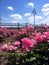 View from pink rose garden looking out at steel bridge over Illinois river