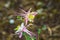 View of a Pink and White Columbine